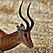 Impala