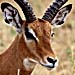 Impala