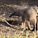 Elefant