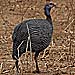 Perlhuhn