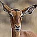 Gazelle