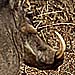 Warzenschwein