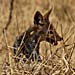 Dingo