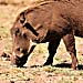 Warzenschwein