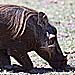Warzenschwein