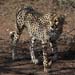 Gepard