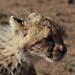 Gepard