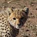 Gepard