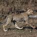 Gepard