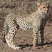 Gepard