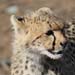 Gepard