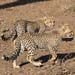 Gepard