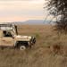 Serengeti