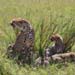 Gepard