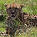 Gepard