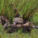Gepard