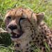 Gepard