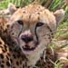 Gepard