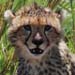 Gepard