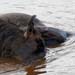 Gnu-Rafting