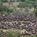 Gnu-Herden