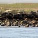Gnu-Herden