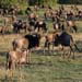 Gnu-Herden