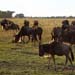 Gnu-Herden