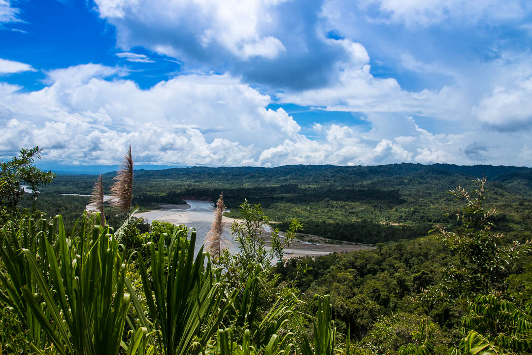 Click to view the Rainforrest section